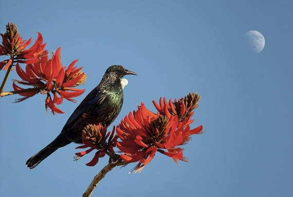 Tui in Flame Tree with Moon