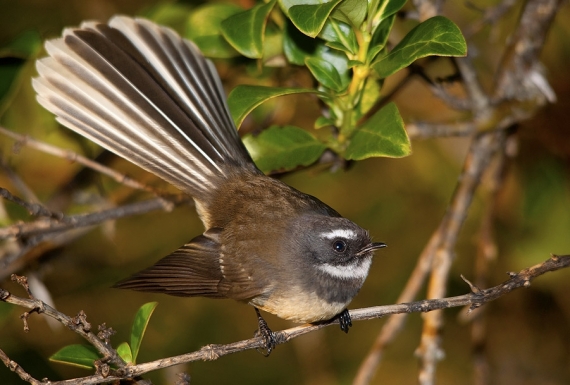 The NZ Fantail, Piwakawaka