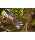 The NZ Fantail, Piwakawaka