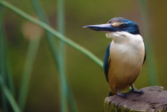 Kotare, the NZ Kingfisher