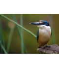 Kotare, the NZ Kingfisher