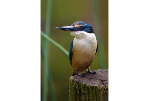 Kotare, the NZ Kingfisher