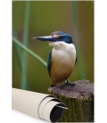 Kotare, the NZ Kingfisher