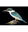 The Sacred Kingfisher, Kotare