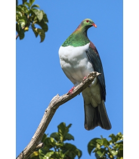 Kereru in Puriri Tree