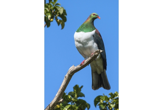 Kereru in Puriri Tree