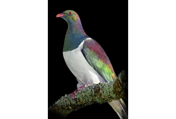 Kereru on Kowhai Branch