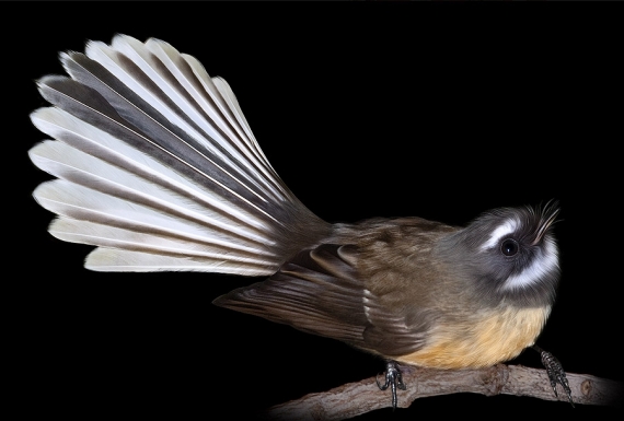 Fantail, Piwakawaka