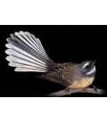 Fantail, Piwakawaka - ONE ONLY