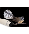 Fantail, Piwakawaka