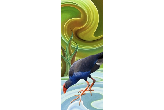 Wading Pukeko