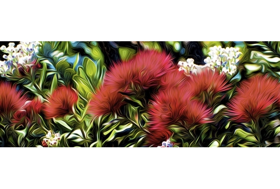 Pohutukawa, Early Summer