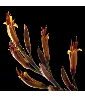 Flax Flowers