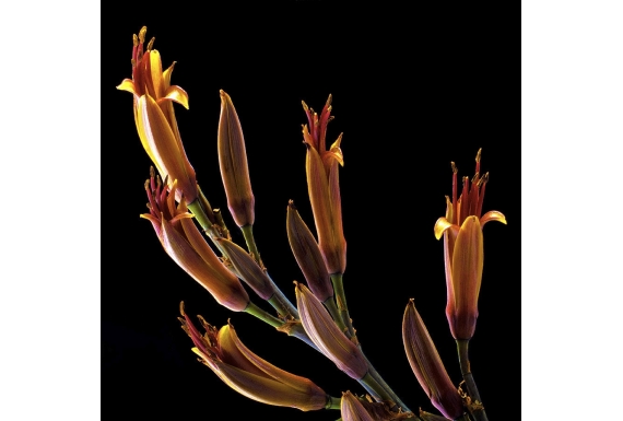 Flax Flowers