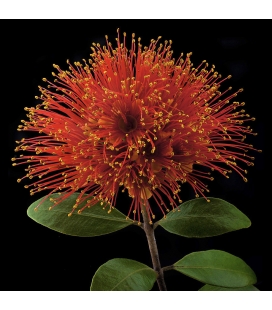 Rata Flower