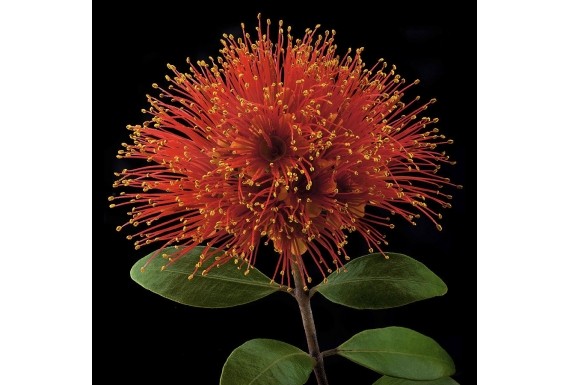 Rata Flower