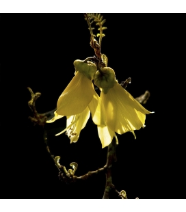 Kowhai Flowers