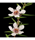 Manuka Flowers