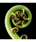 Koru