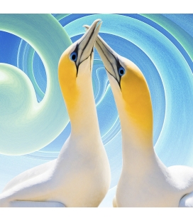 Gannet Couple