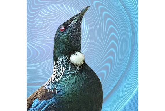 Tui Portrait