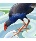 Wading Pukeko