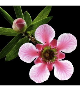 Pink Manuka Flower