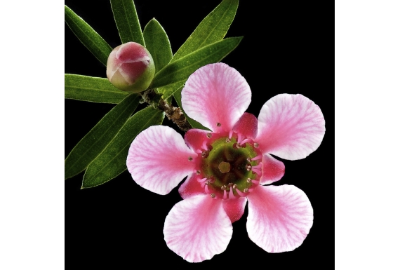 Pink Manuka Flower