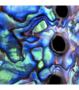 Paua Patterns