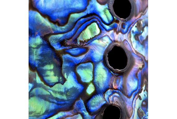 Paua Patterns