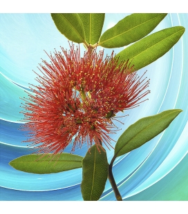 Pohutukawa Flower