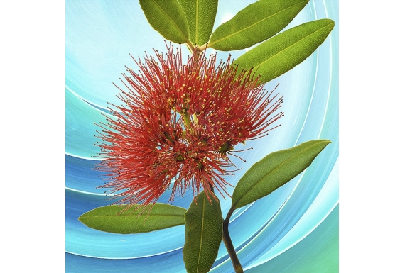 Pohutukawa Flower