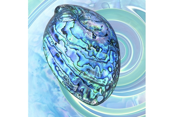 Paua Shell