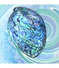 Paua Shell