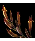 Flax Flowers