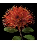 Rata Flower