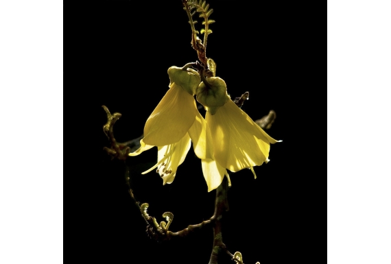 Kowhai Flowers