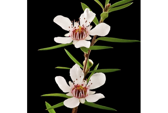 Manuka Flowers