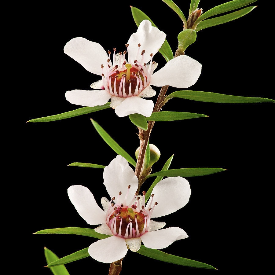 Manuka Flowers - Wayfarer Images