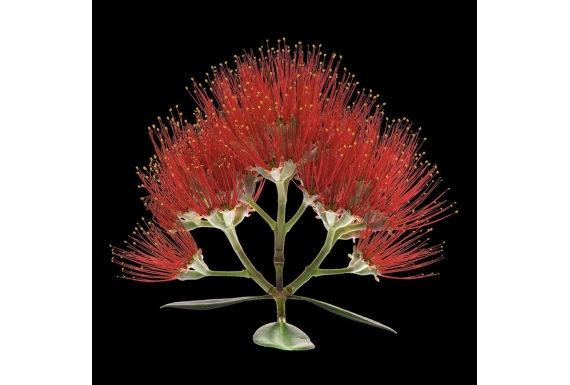 Pohutukawa Flower