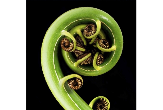 Koru