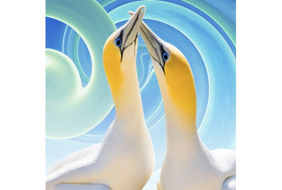 Gannet Couple