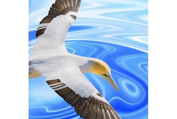 Soaring Gannet