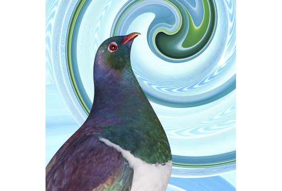 Kereru Portrait