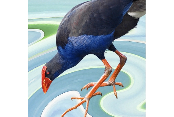 Wading Pukeko