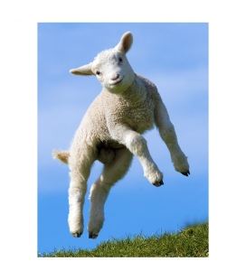 Leaping Lamb - ONE ONLY