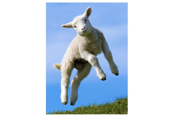 Leaping Lamb