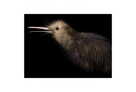 Little Brown Kiwi