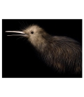 Little Brown Kiwi - ONE ONLY