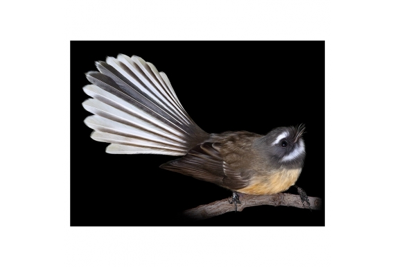 Fantail, Piwakawaka